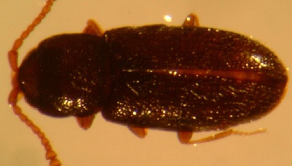 Pygmy beetle